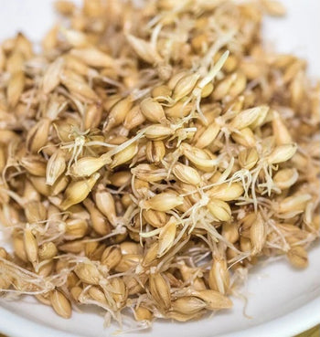 SS114 Barley Sprouts